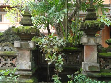 plants