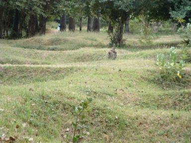 grass