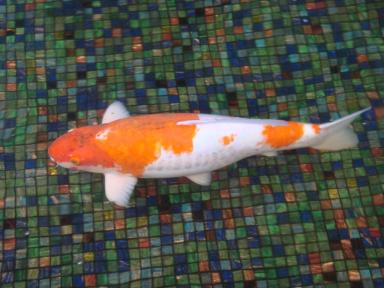 fowfish1