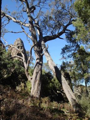 trees2