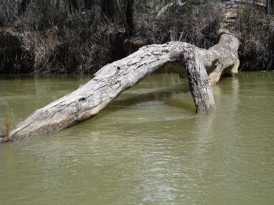 log