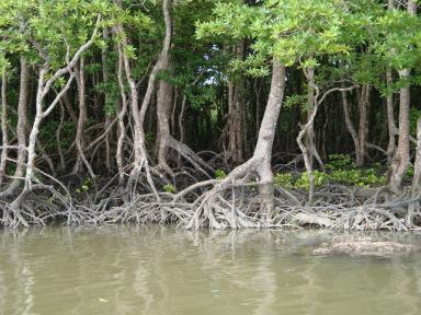 mangroves