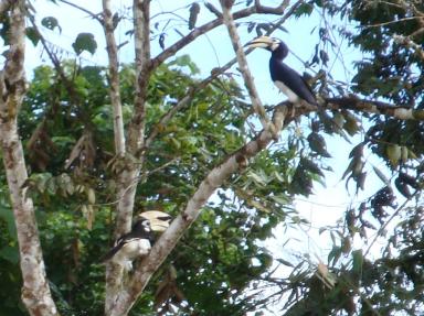 hornbill