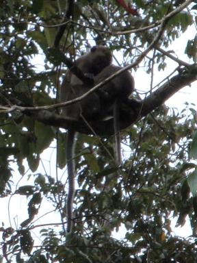 monkey1