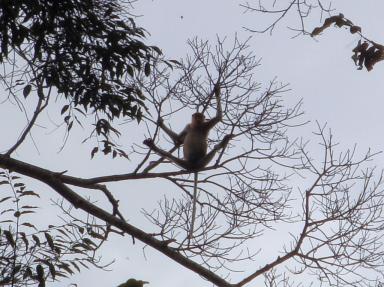 monkey2