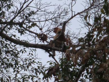 monkey3