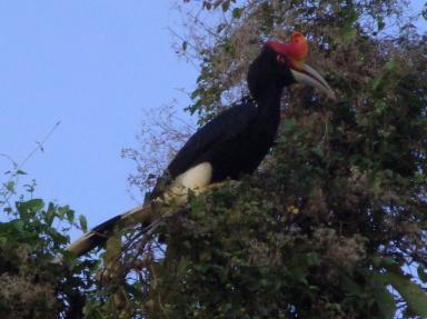 rhinohornbill