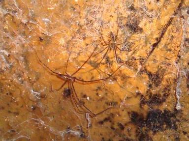 spiderthing