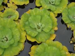 102041