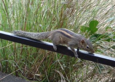 squirrel