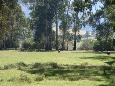 meadow