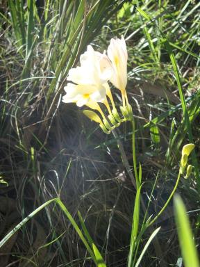 yellowflowers1
