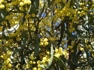 yellowflowers2