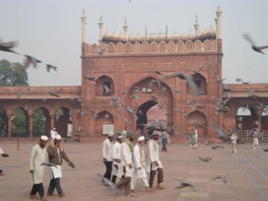 menmosquepigeons