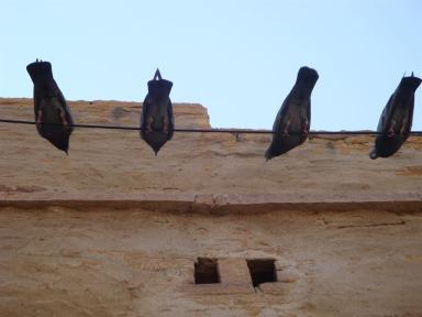 4pigeons