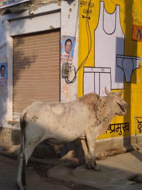 cow&undies
