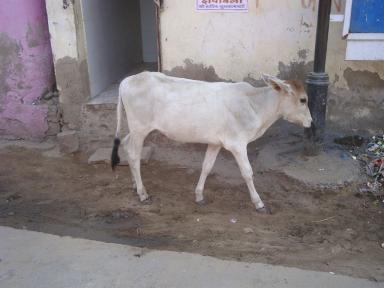 cow