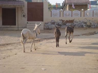 donkeys