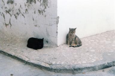 cats