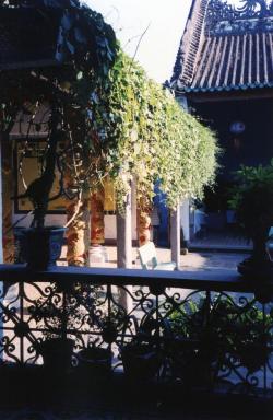 vines