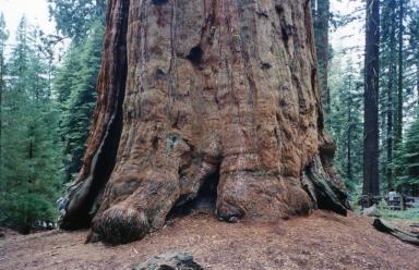 treefoot