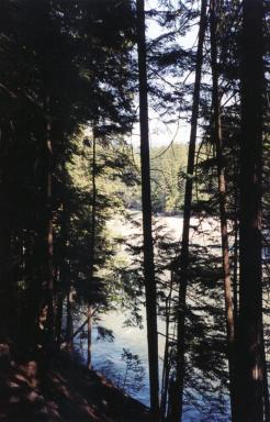 river&trees
