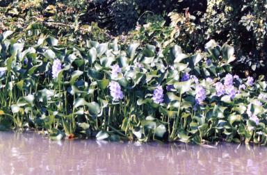 hyacinth