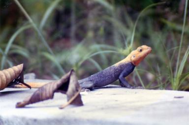 lizard