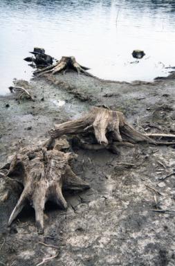 stumps