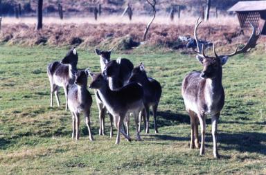 deer1