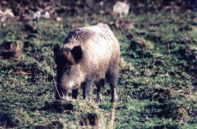 boar