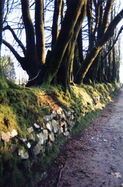 lane