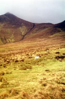 bog
