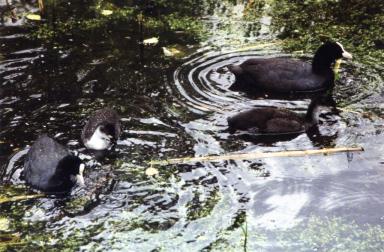 ducks