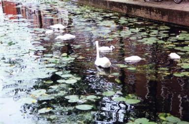 swans