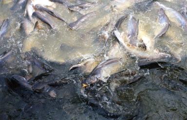 fish