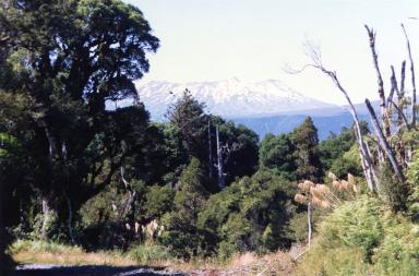 bush&mountain