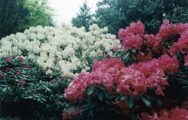 pink&white1