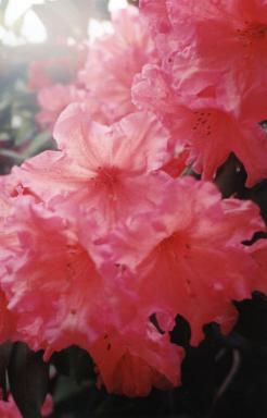 verypink