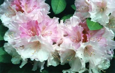 pink&white2