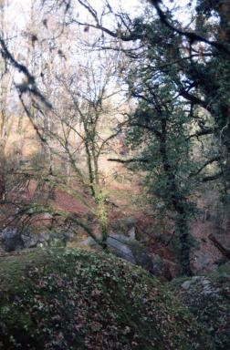 forest