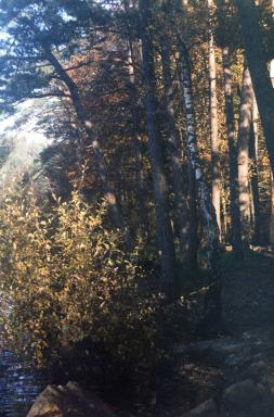 trees1