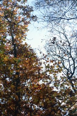 trees2