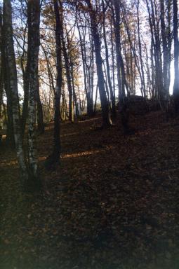 trees3