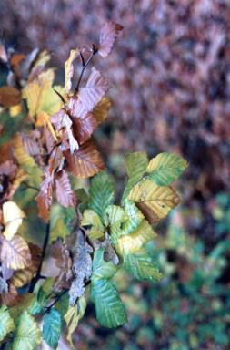 leaves