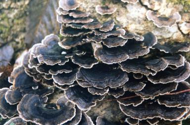 shrooms