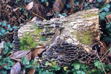 moreshrooms