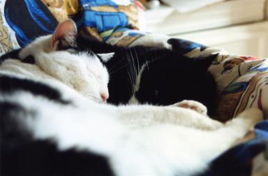sarah&kitty1