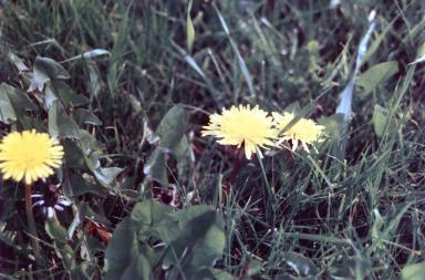 dandelions