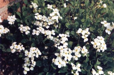 whiteflowers